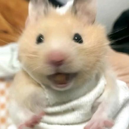 鼠鼠也会有烦恼