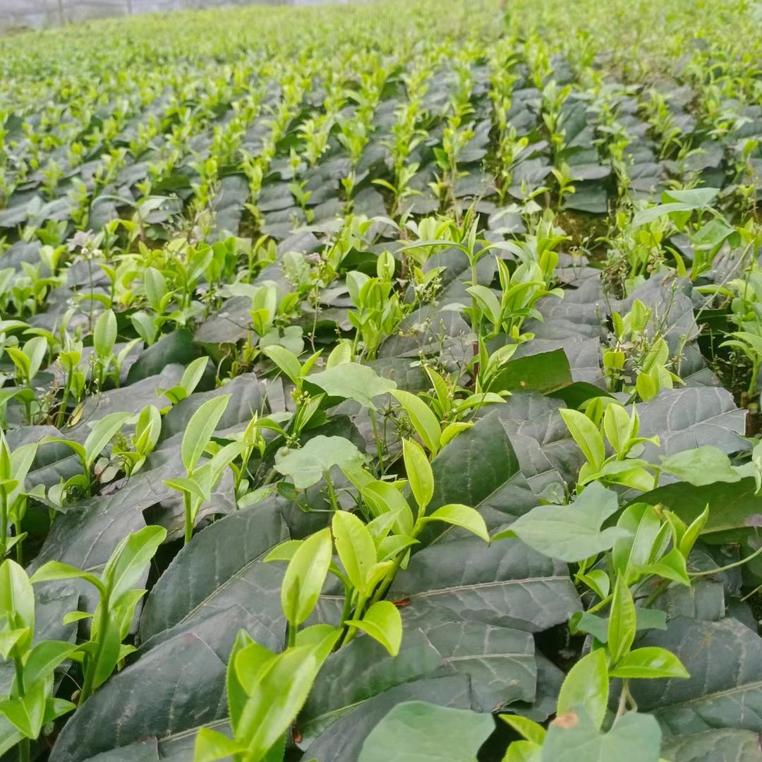 回乡茶农，茶苗基地