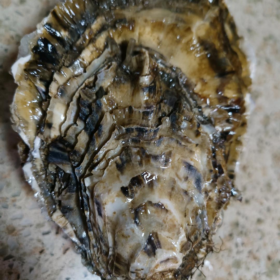 大连生蚝小魏哥哥