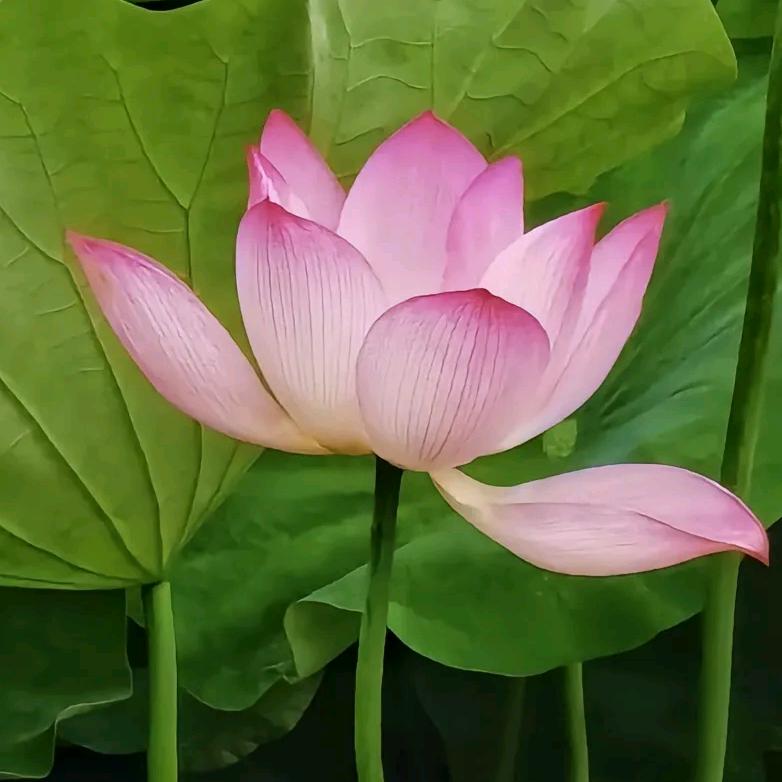 用户5438783848832