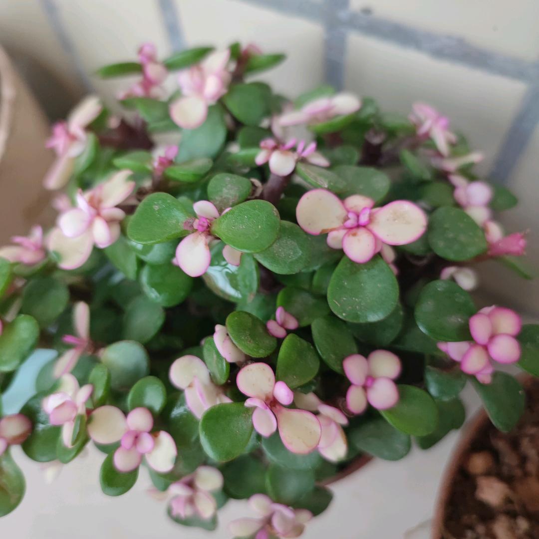 ღ᭄💞୧粤幸运💞ꦿ꯭এ᭄