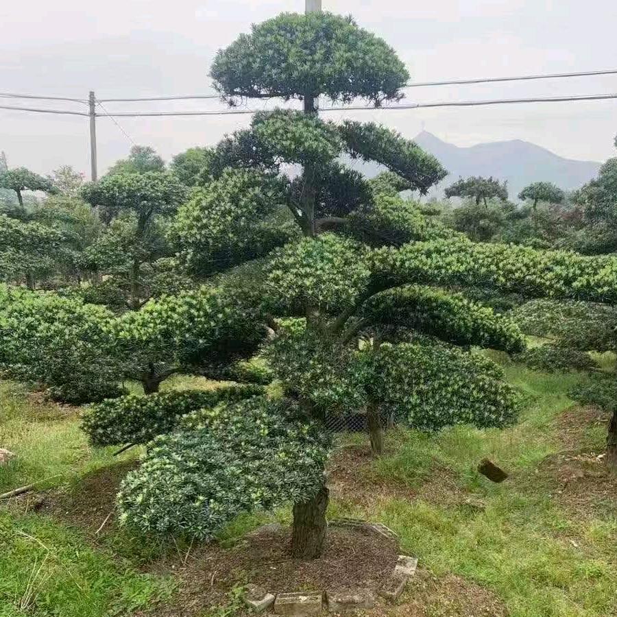 鑫源  罗汉松盆景