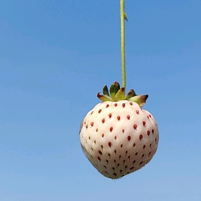 刘工种植记