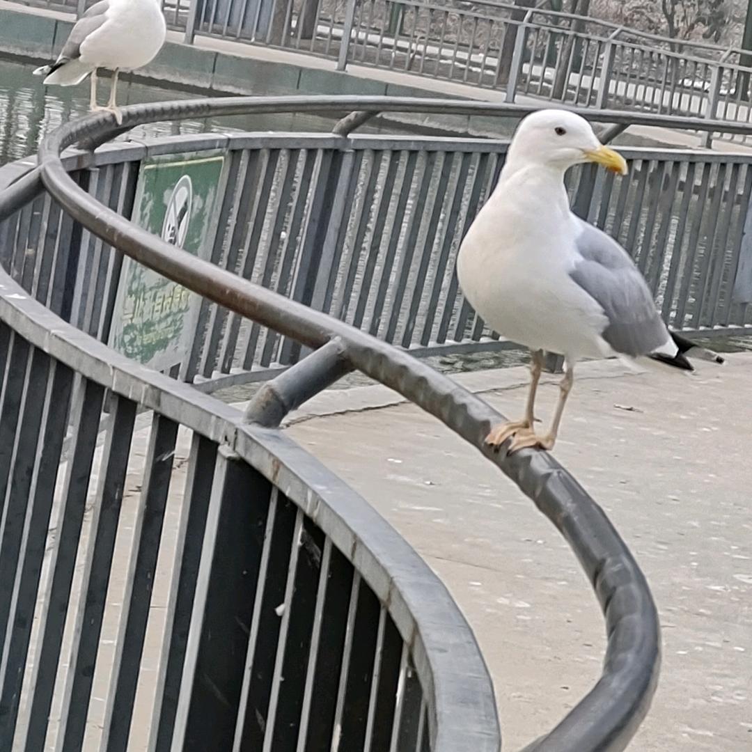 诺诺呀