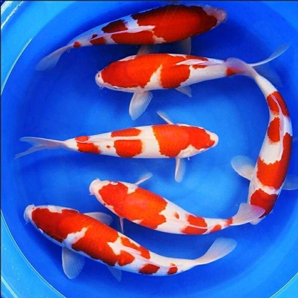 一诺千金（自贡荣桥专业养殖各类观赏鱼基地