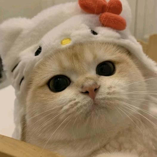 瑶瑶瑶瑶摇摇