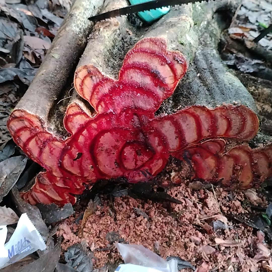 云南深山🔥山货精选🔥🔥👍👍
