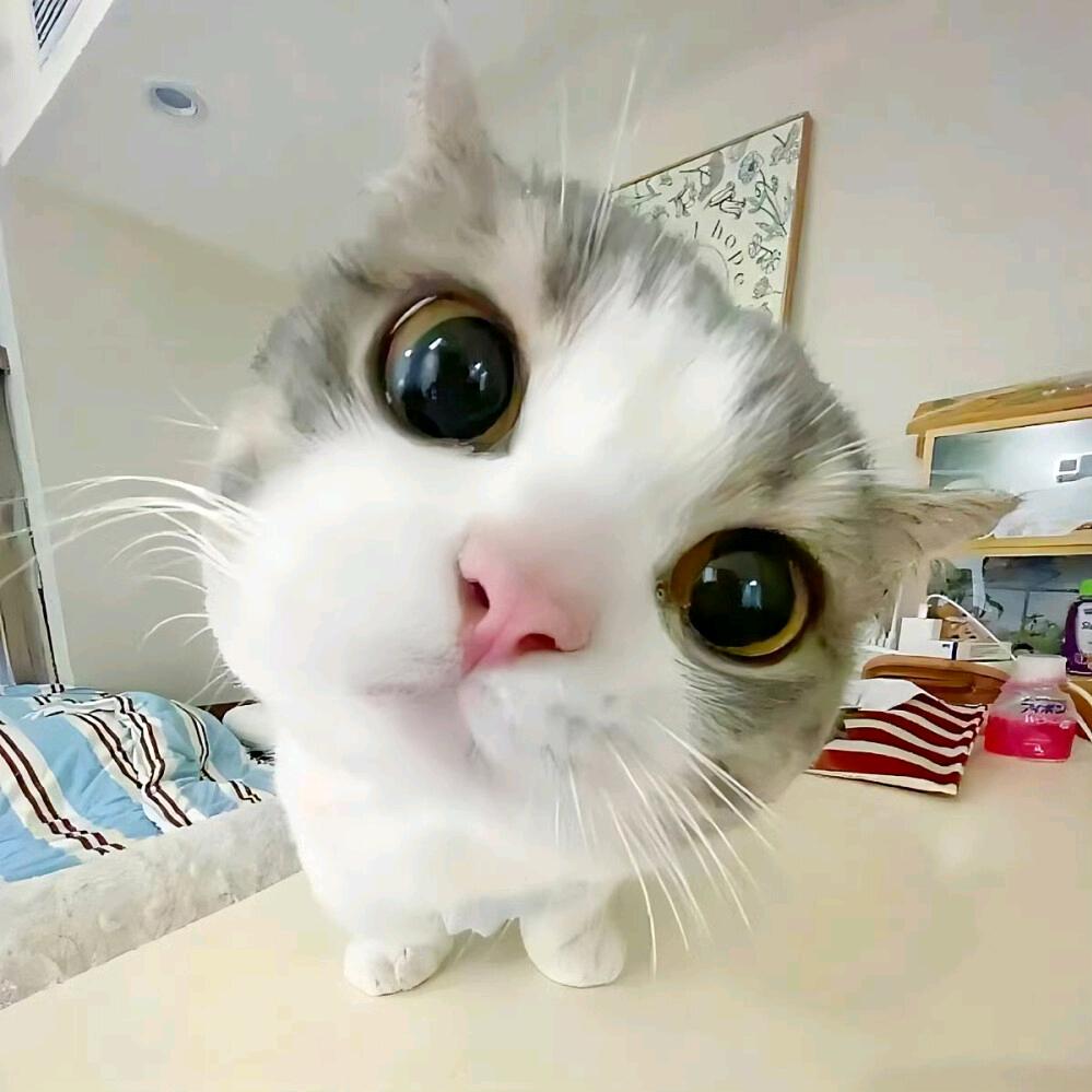 哒哒哒哒哒哒噜