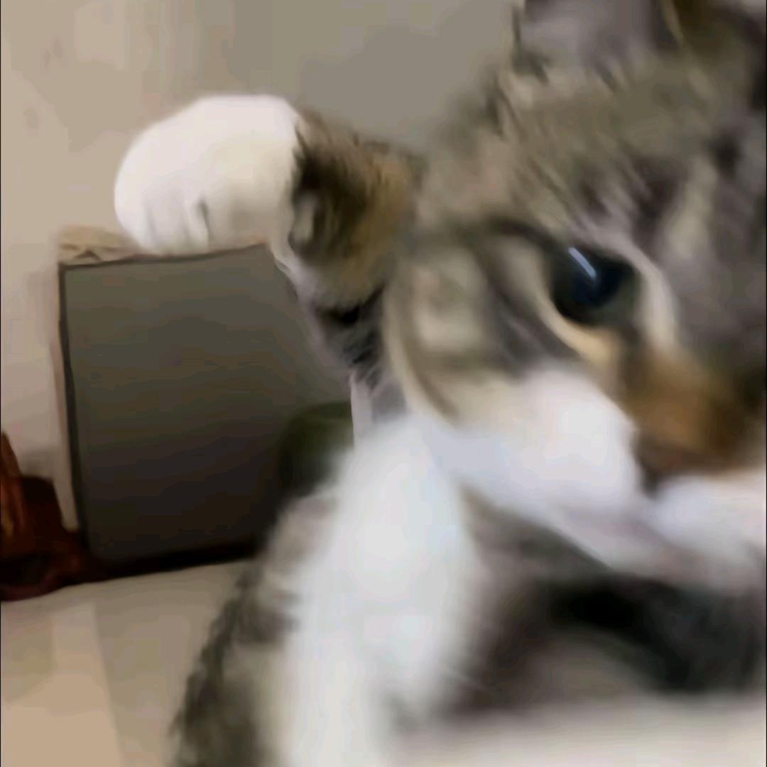 北菊