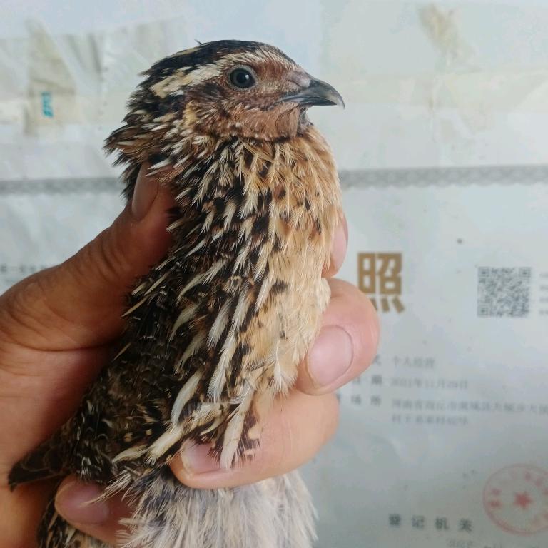 自由飞翔