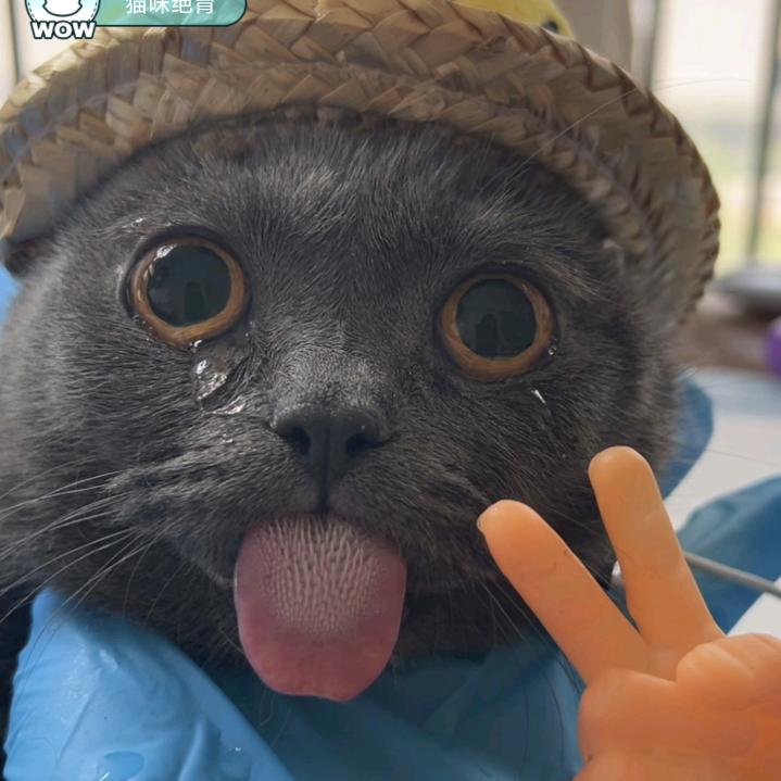 一只板鸭