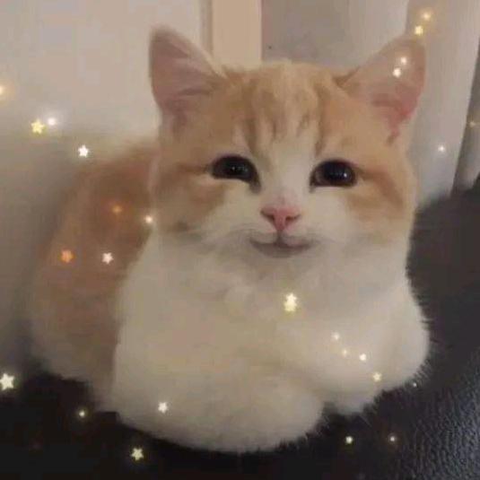 快乐猫咪