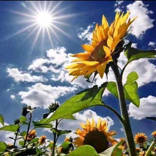 向日葵🌻向日葵🌻