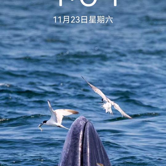 会飞的鱼，四处奔波