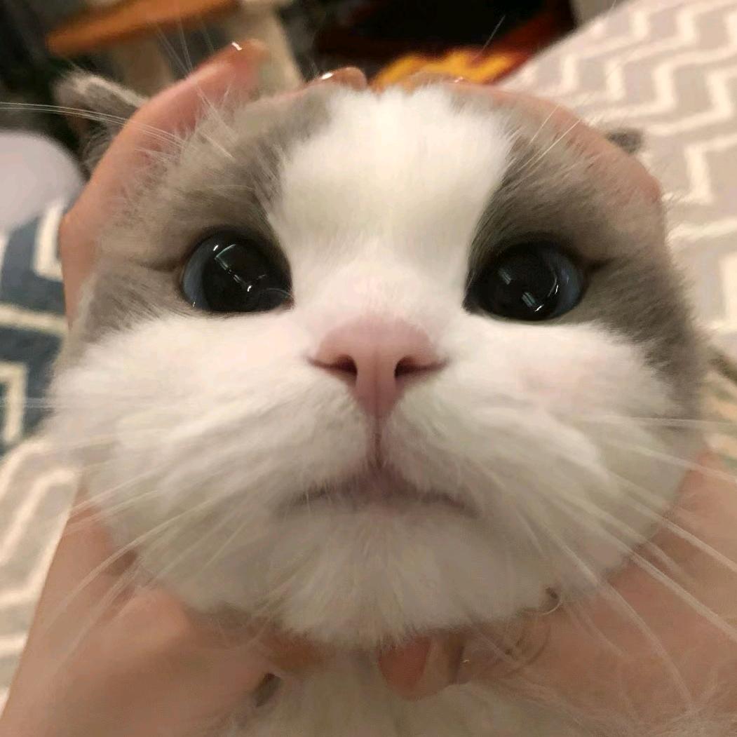 多点巧克力