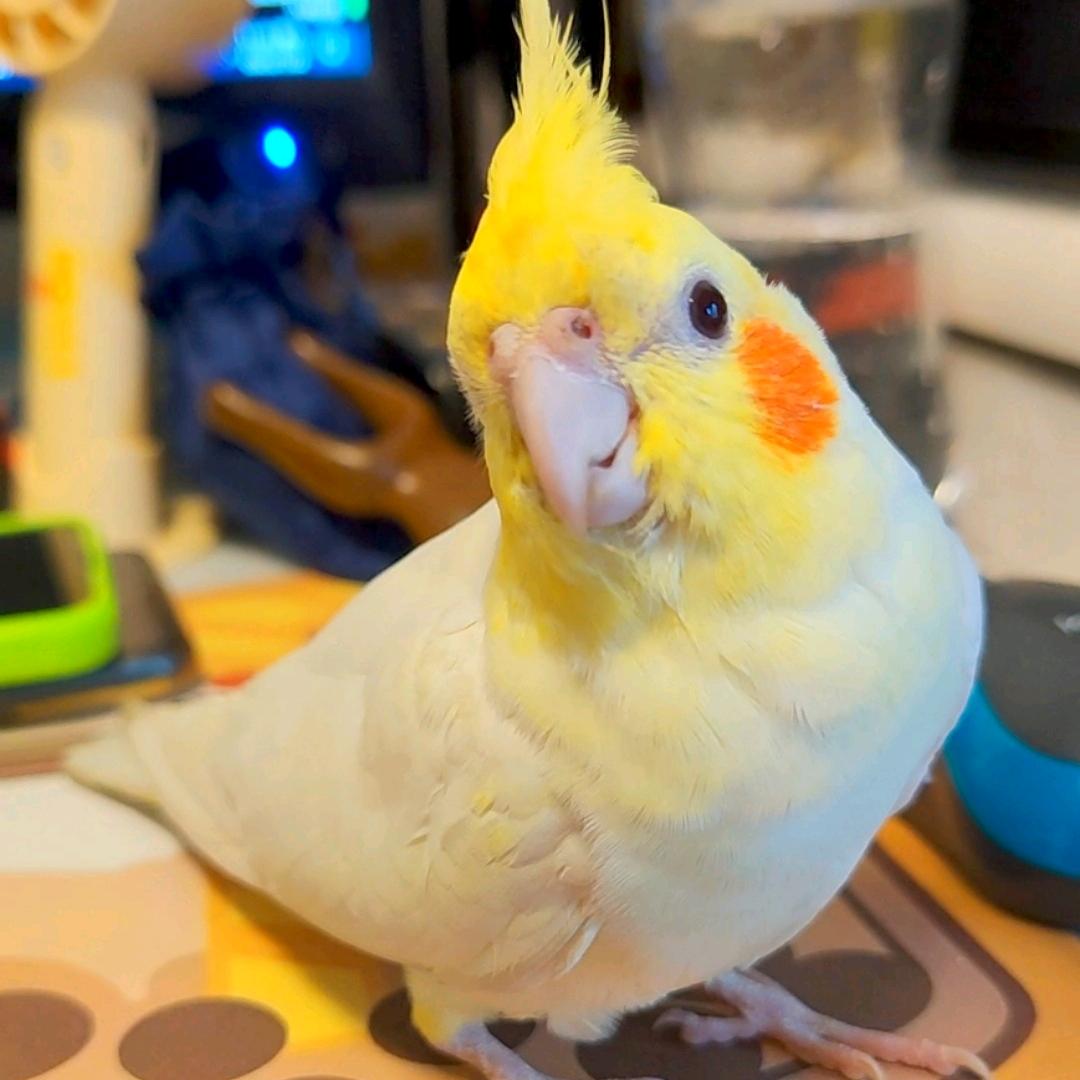 🧋🍒橘子୧⍤⃝🐻☾⋆⋆🌈