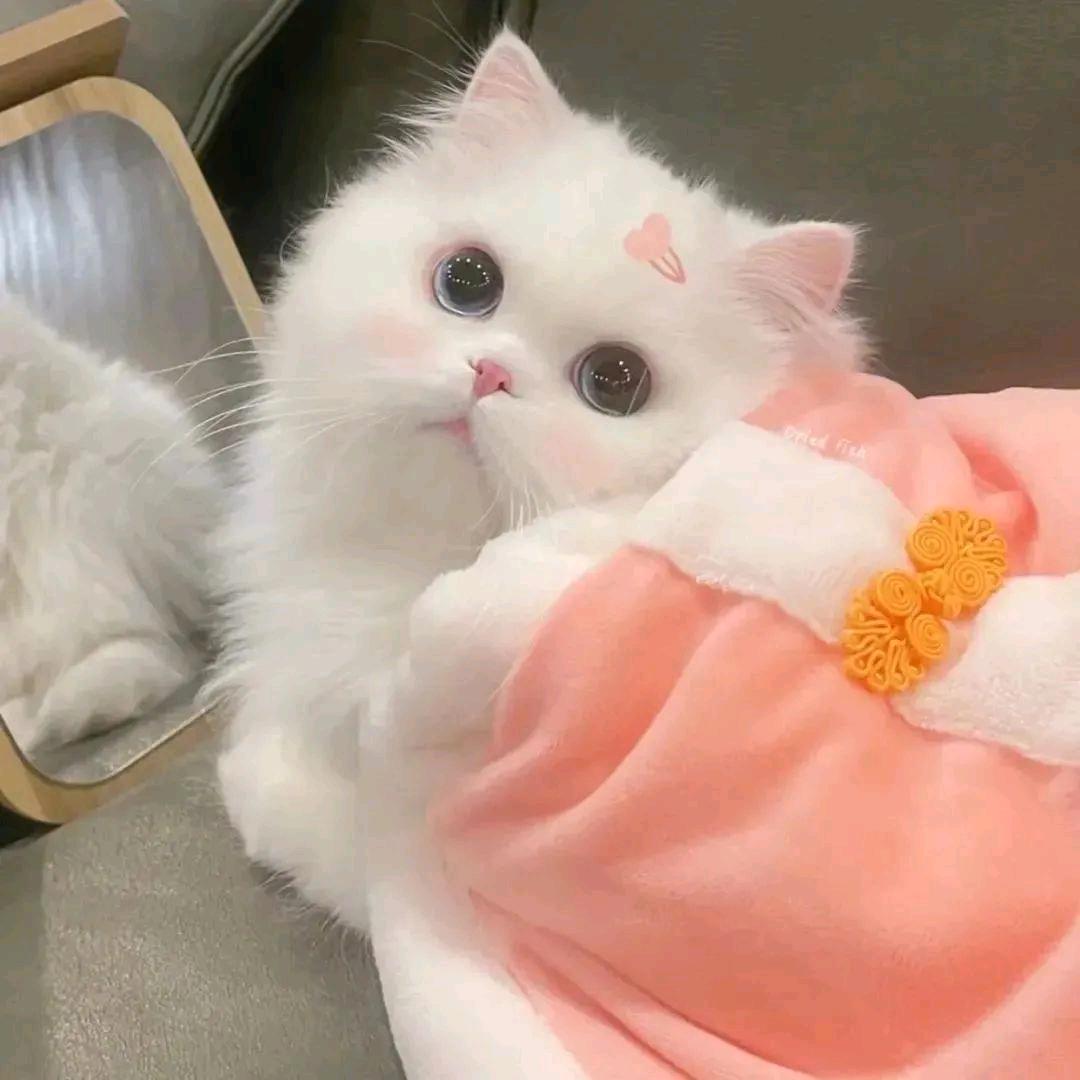 要快乐妮～（上岸版）