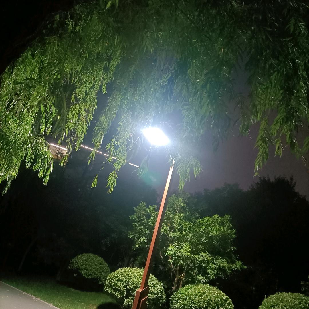 芒果
