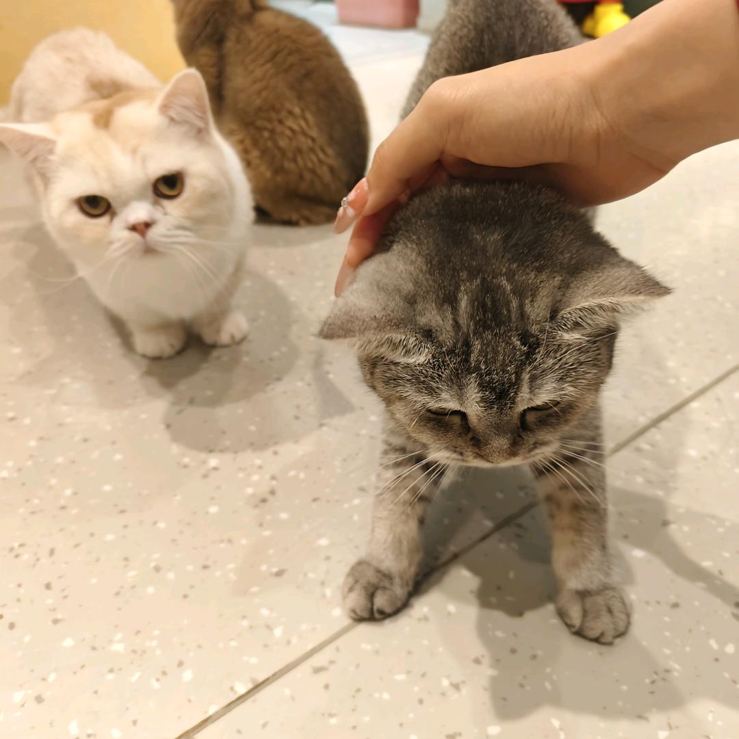 紫