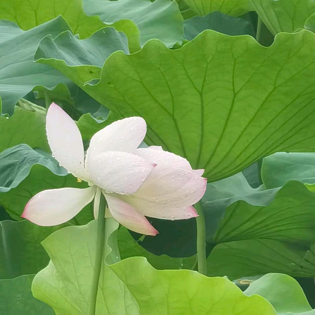花開富贵