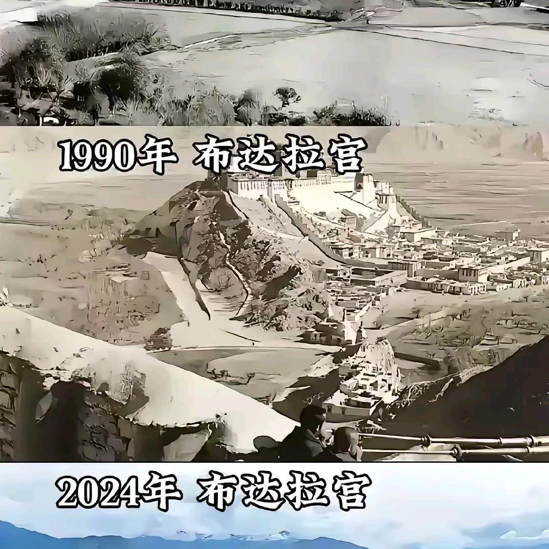 西藏山鸡