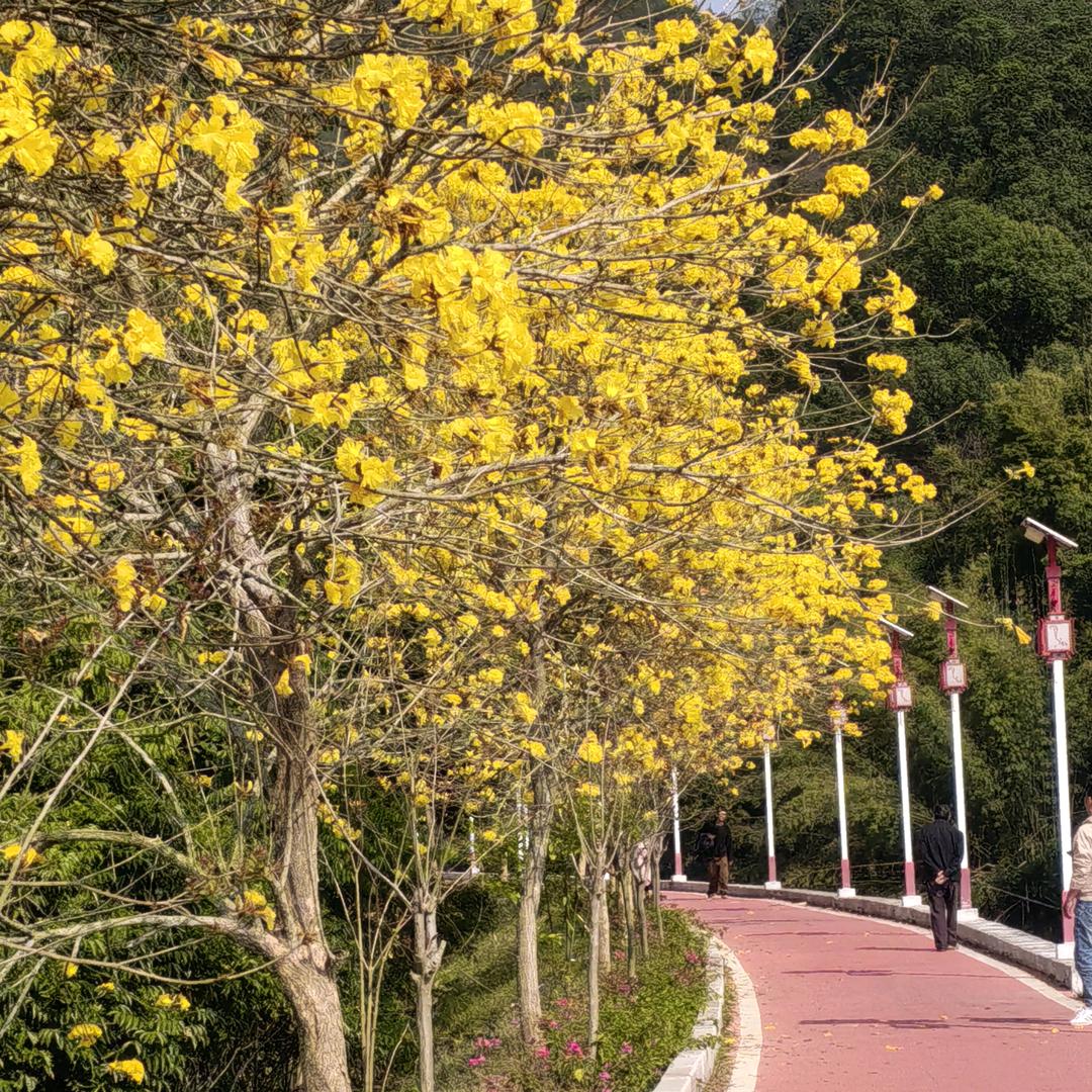 佩