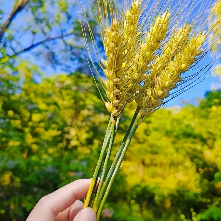 清梦微凉