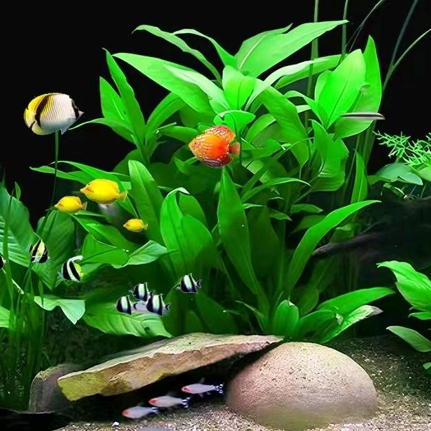 年年年有余水草店