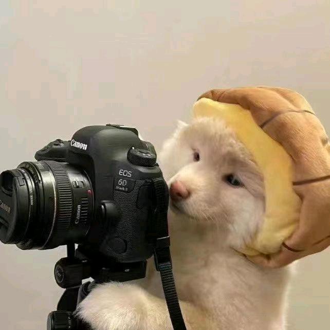 白天不懂夜的黑