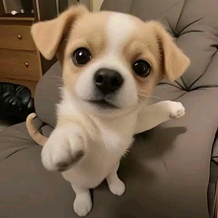 我爱玩迷你世界