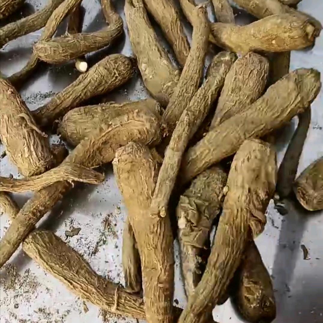 亳白芷~大货对接