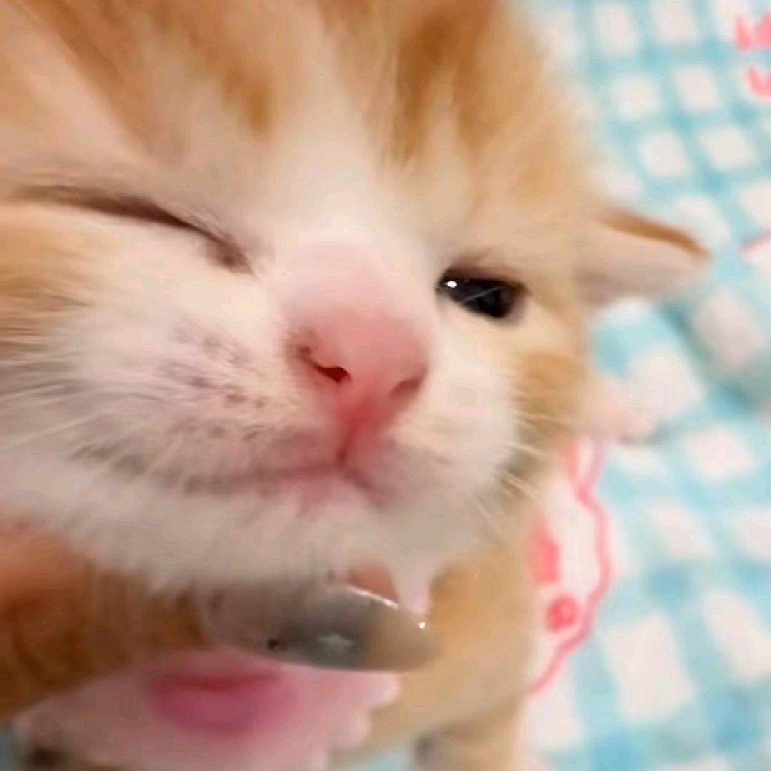 咪怎么这么可爱