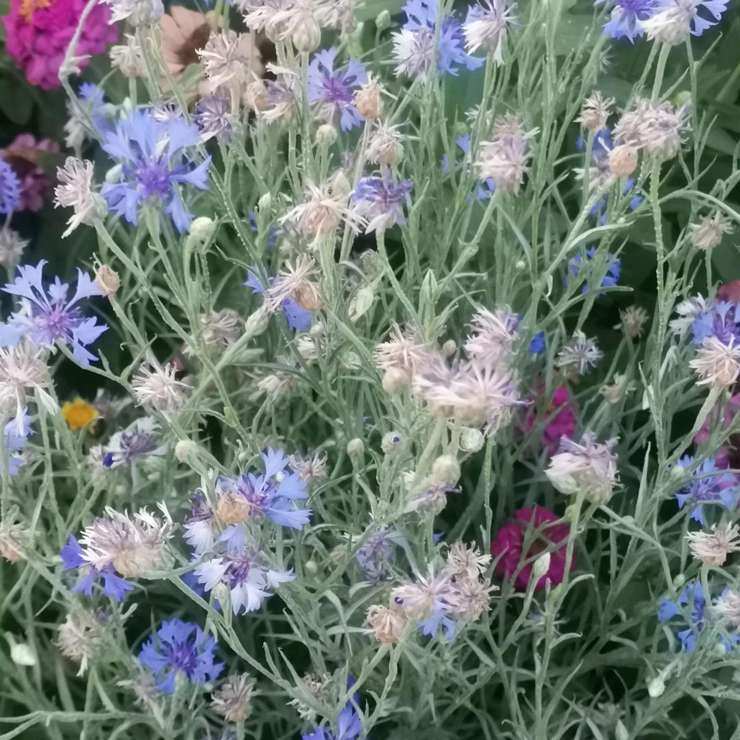 思念…