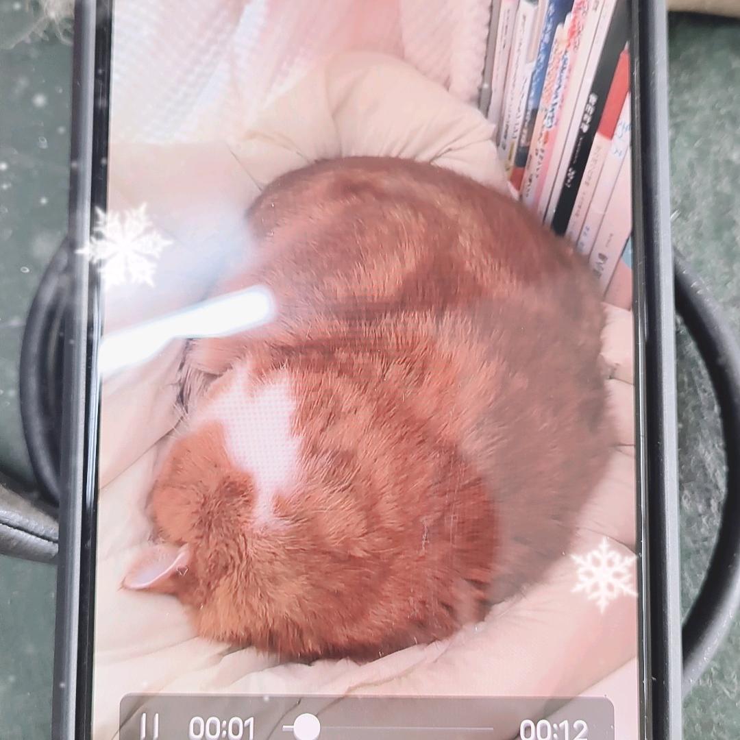 猫咪累了睡一下