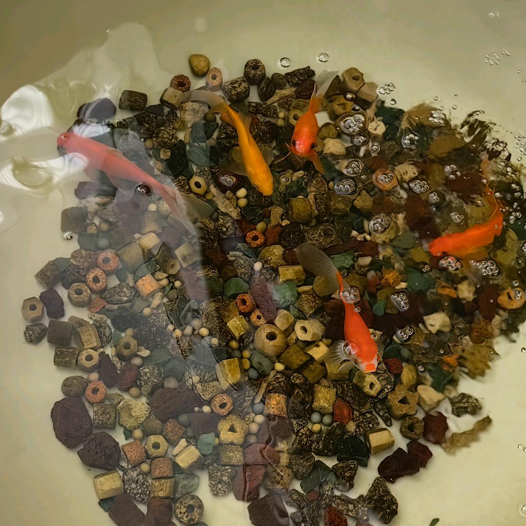 老杨莫贪杯