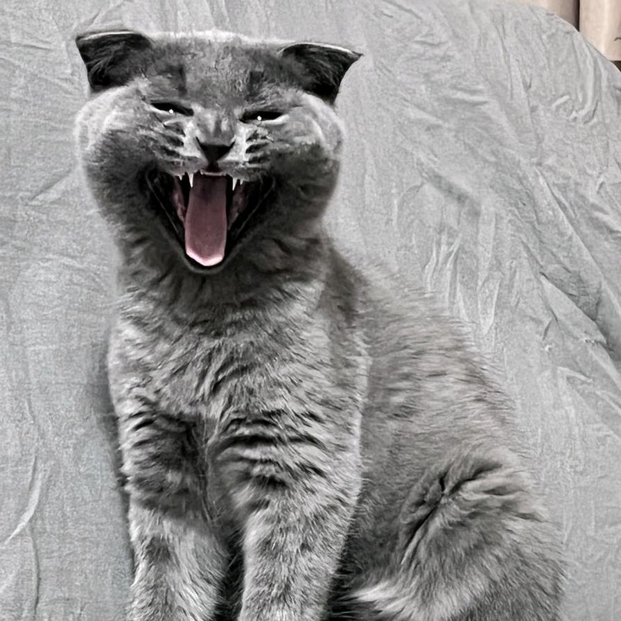蓝猫名叫招财