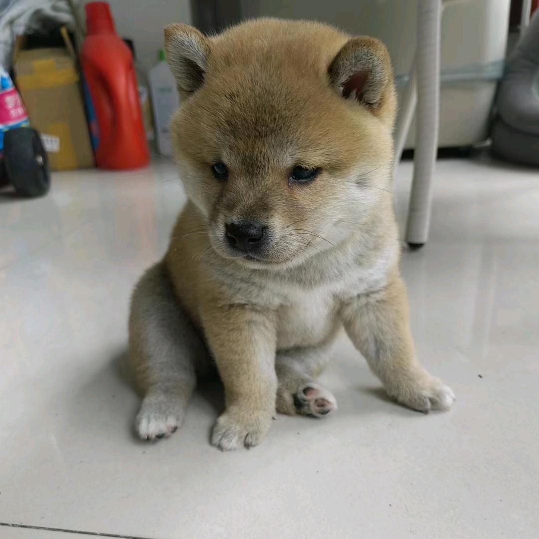 小柴不拆