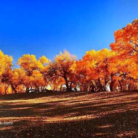小杨富平柿饼花椒批发