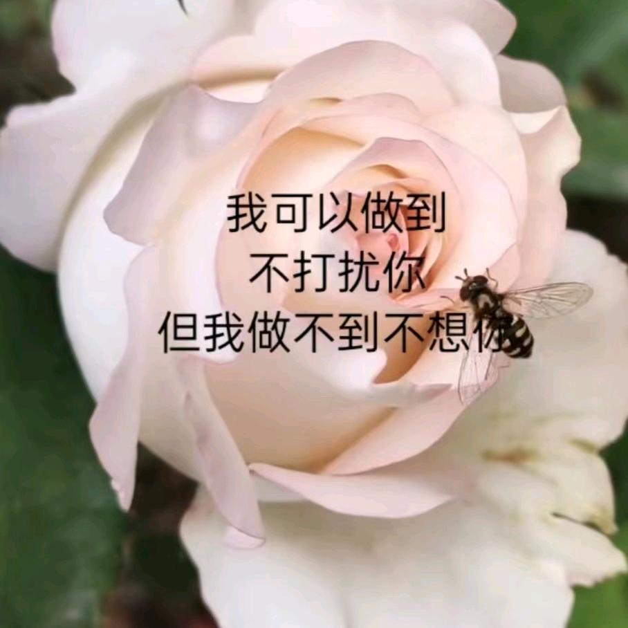晚风