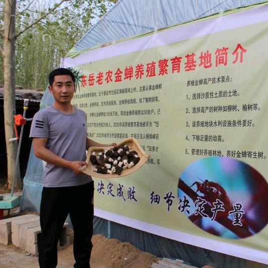 杨峰养金蝉