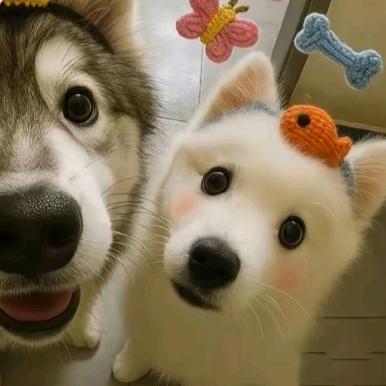 番茄你个西红柿🍅