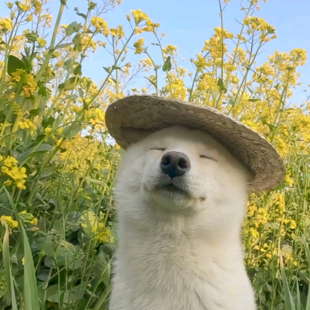 小新在这里