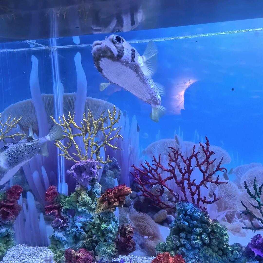 X100云86ye直播号