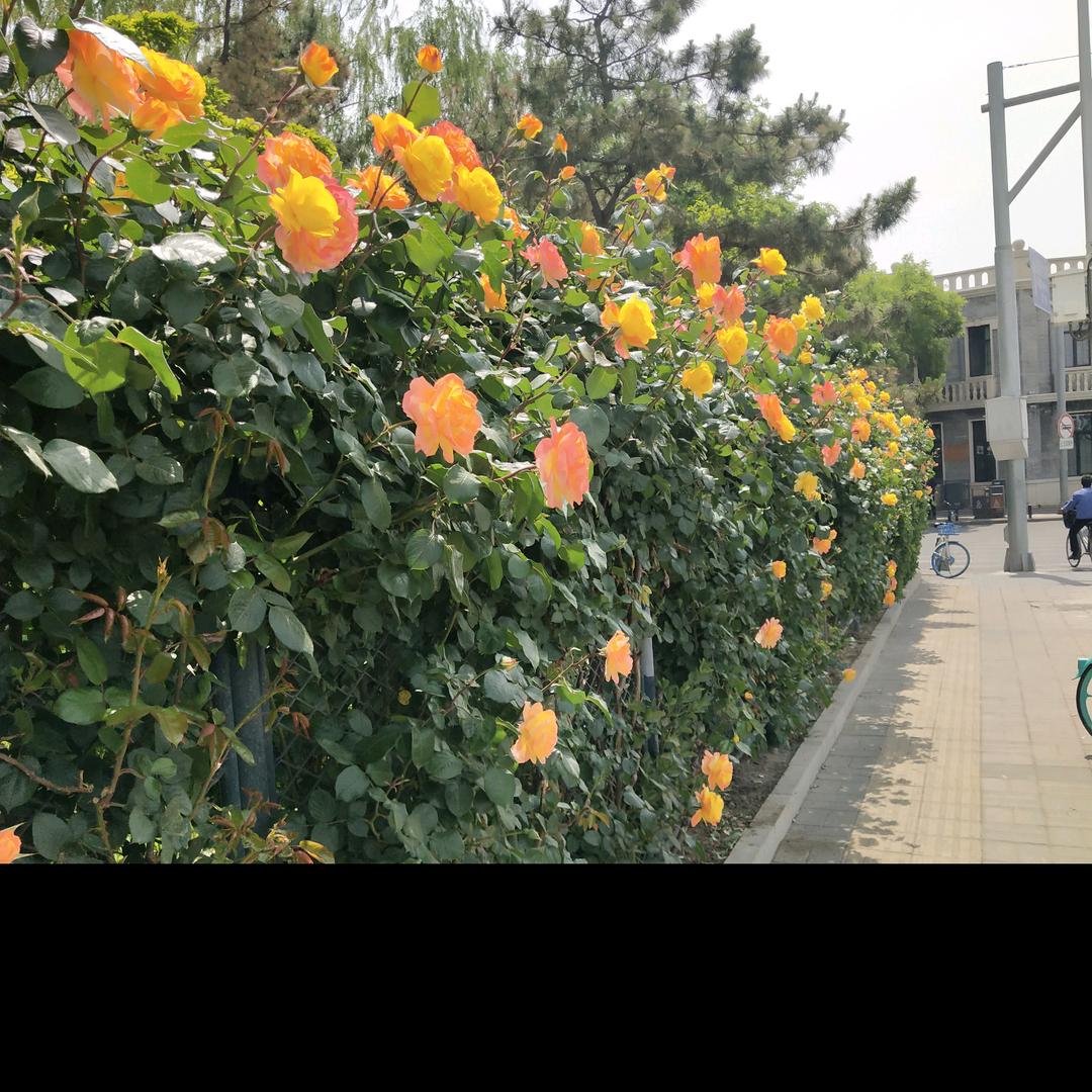 向日葵🌻🌻🌻