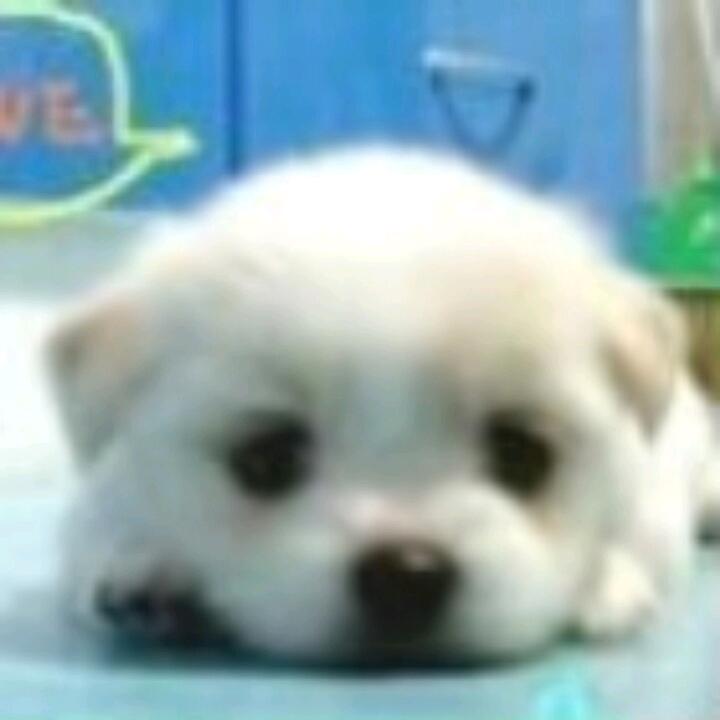 小珖哥