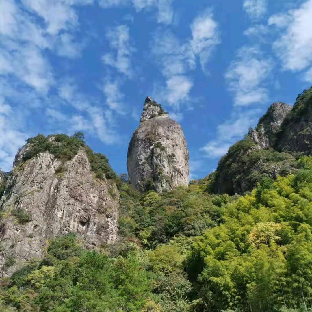 不老的松