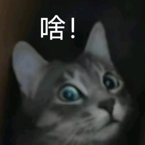 哪个兔子