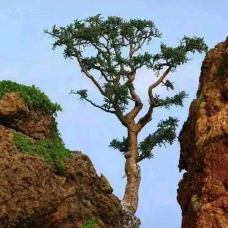 幸福树