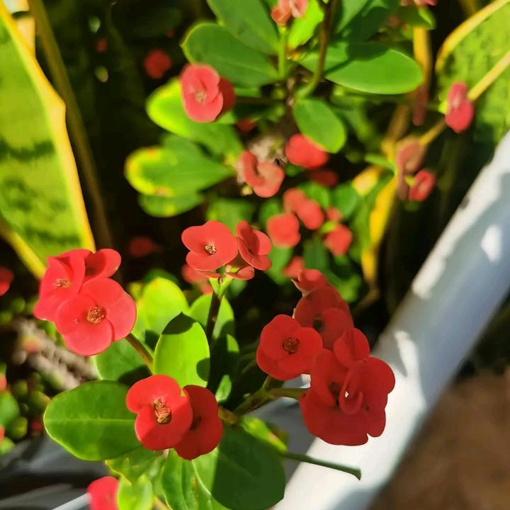 张芬哒
