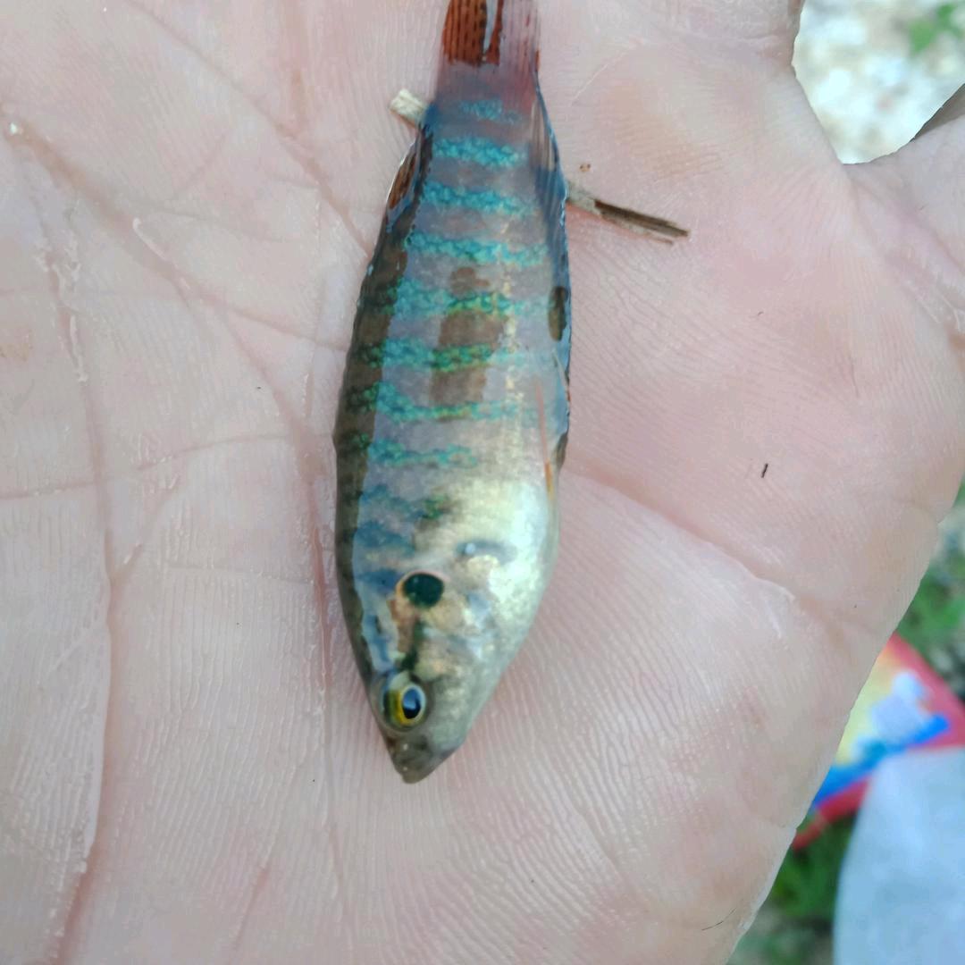 山慢鱼，🐟🐠